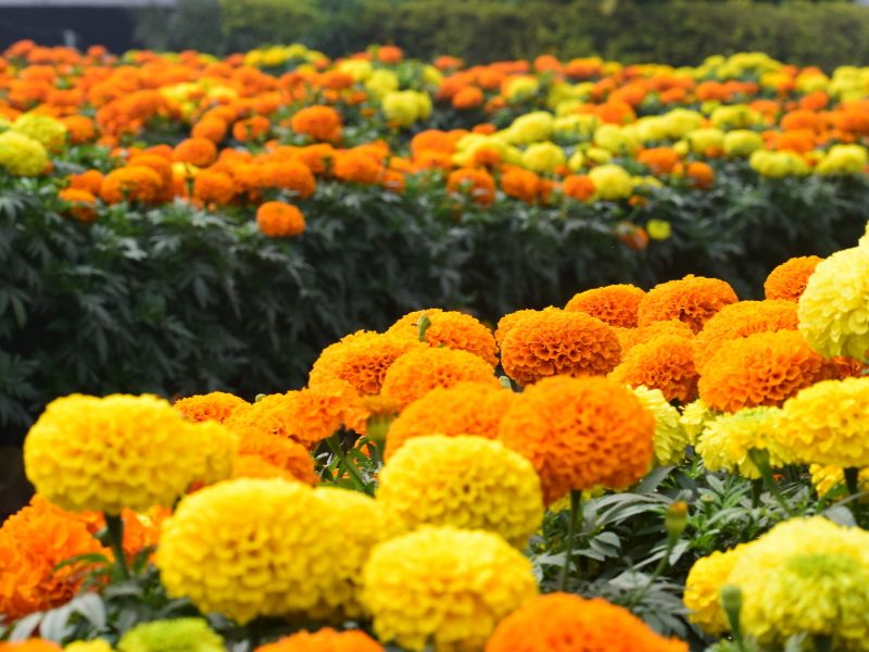 cempasúchil-Día-de-Muertos Flor de cempasúchil Día de Muertos