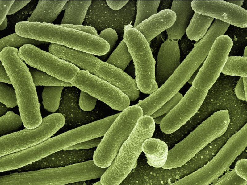 Klebsiella_Oxytoca Klebsiella_Oxytoca