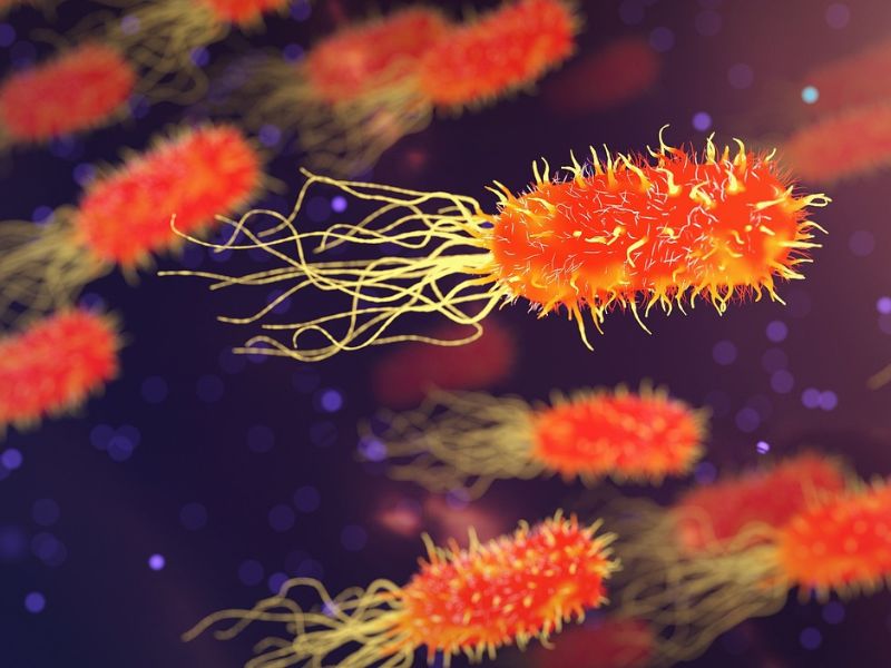 Klebsiella_oxytoca