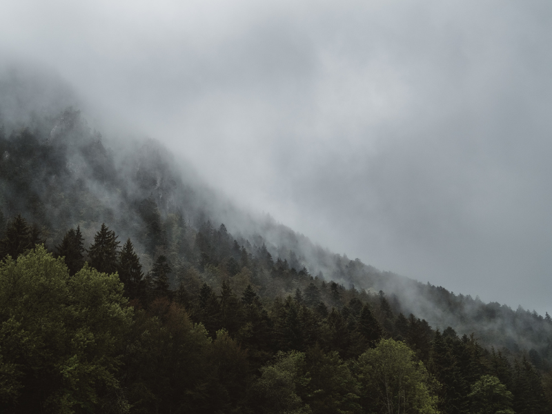 bosques niebla México bosques niebla México