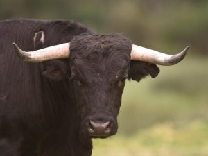 Brugada crueldad tauromaquia