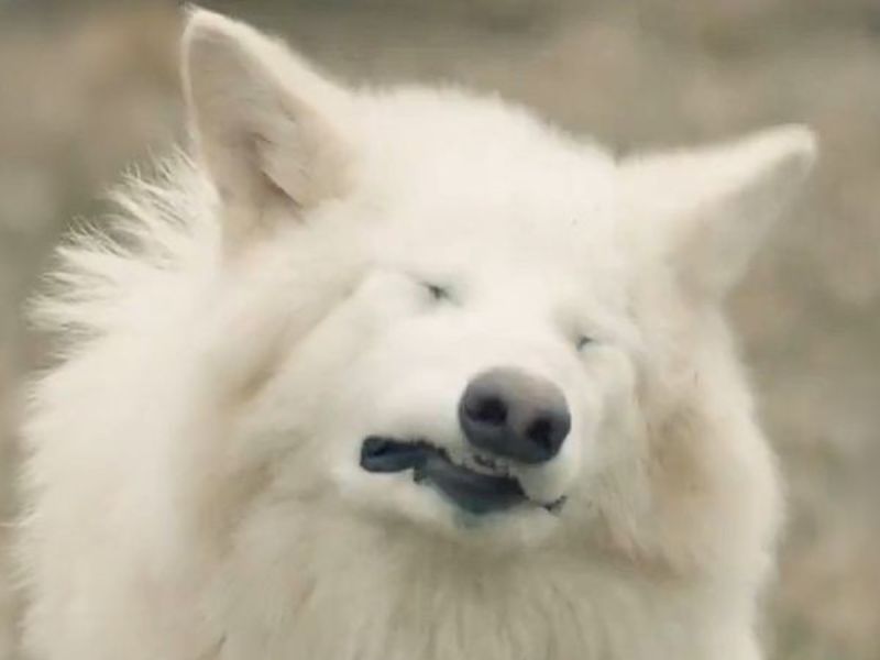 Lobo terrible guargo Colossal desextinción mutación genética Lobo terrible guargo Colossal desextinción mutación genética