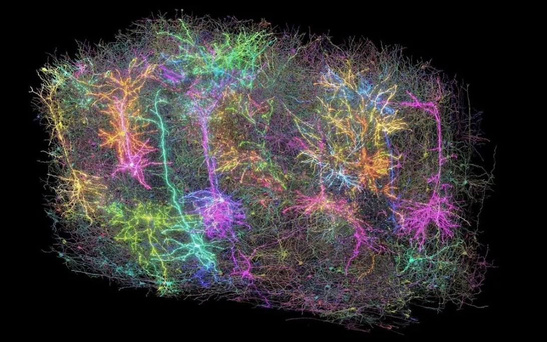 MICrONS mapa cerebral mamífero 3D