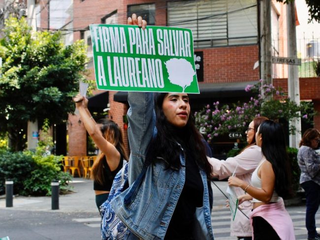 Árbol Laureano