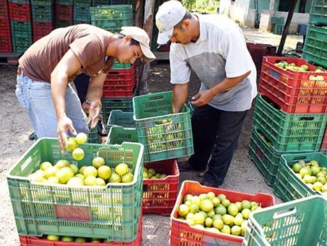 coyotaje productores del campo
