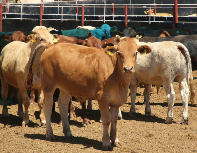 Ganado Gusano Barrenador