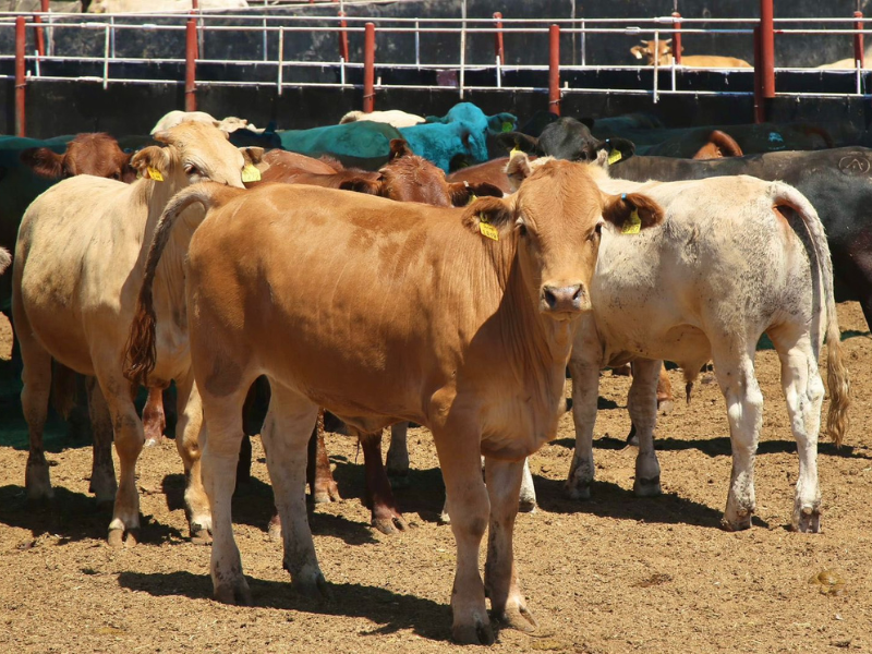 Ganado Gusano Barrenador Ganado Gusano Barrenador