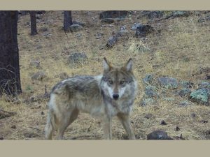 Lobo mexicano nacido en libertad - Conanp