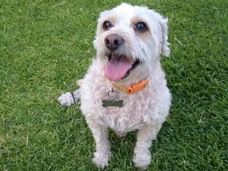 Con quién se queda el perro – custodia lomito Con quién se queda el perro - custodia lomito