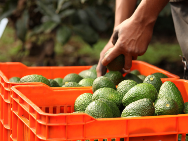 México refuerza controles para exportar aguacate sin deforestación y con trabajo digno