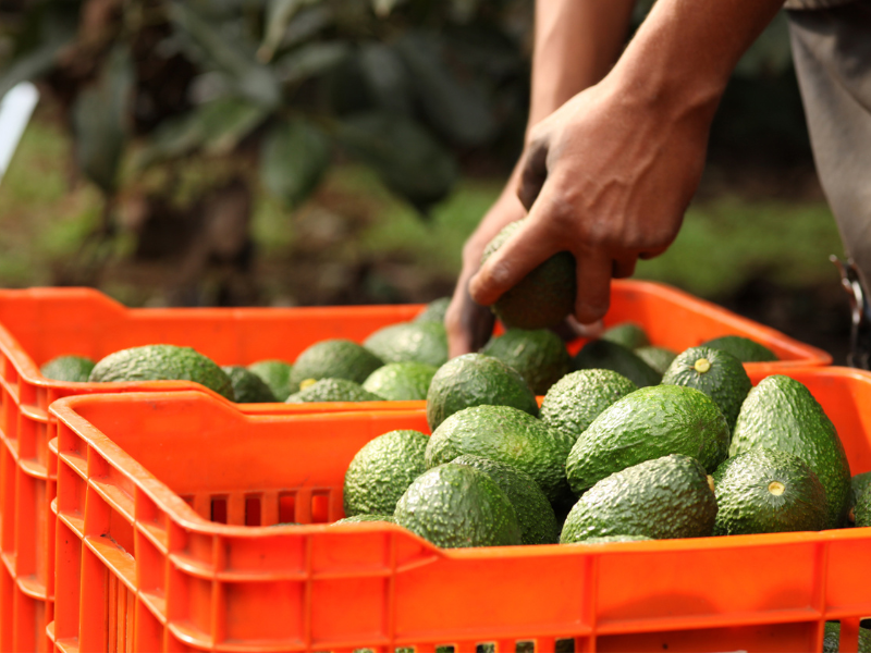 México refuerza controles para exportar aguacate sin deforestación y con trabajo digno México refuerza controles para exportar aguacate sin deforestación y con trabajo digno