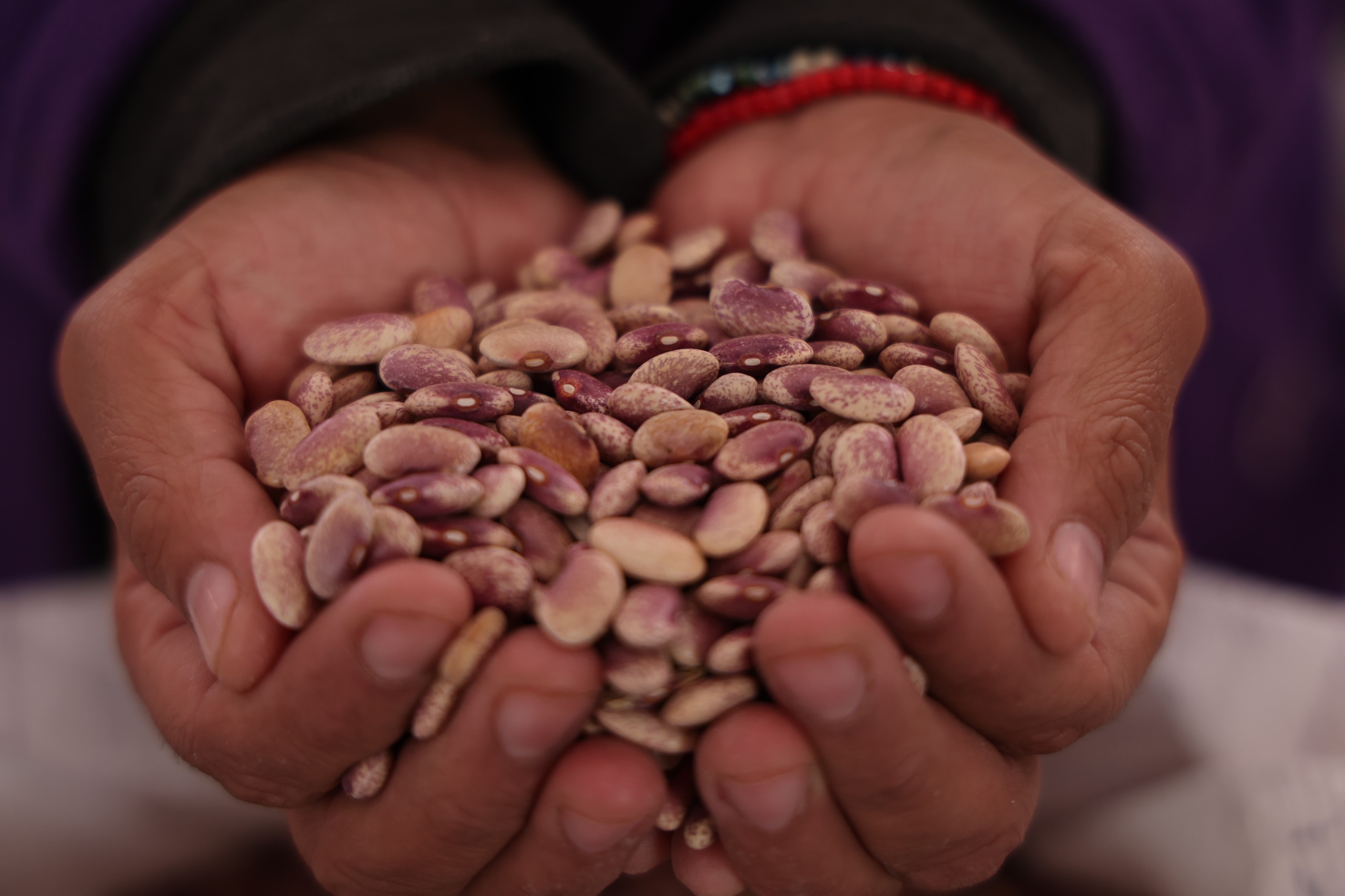 Feria del Frijol y la Agrobiodiversidad