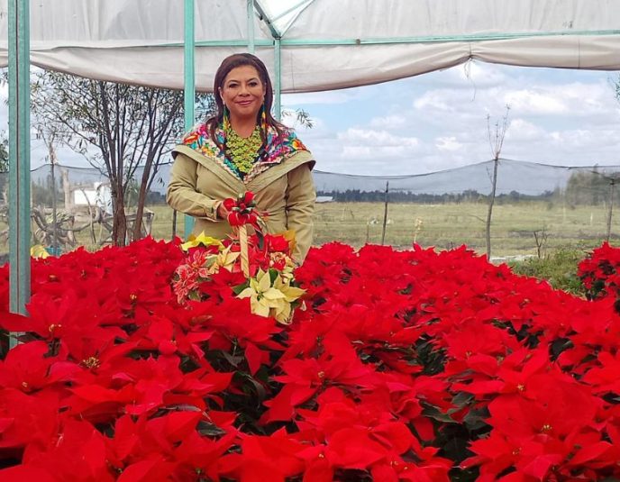 Temporada de Nochebuenas dio arranque en la CDMX; Brugada anima a adquirir flores de productores locales de Xochimilco y Tláhuac