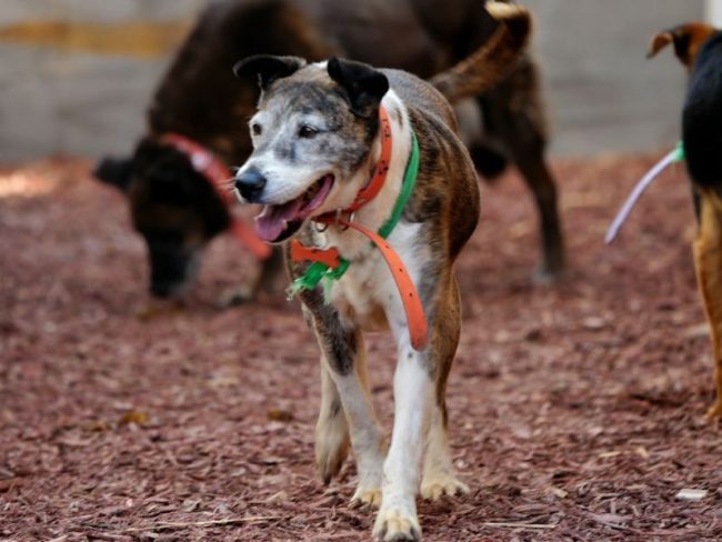 CDMX Reportan seis defunciones caninas y 165 perros en estado grave tras rescate del Refugio Franciscano CDMX Reportan seis defunciones caninas y 165 perros en estado grave tras rescate del Refugio Franciscano