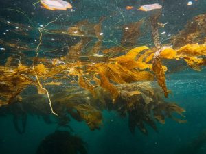 “Los bosques de macroalgas están desapareciendo”: CICESE desarrolla dieta con probióticos para recuperar bosques marinos en Baja California