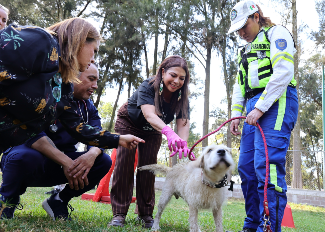 Clara Brugada supervisa atención a perros rescatados del Refugio Franciscano y anuncia simulacro de sismo en CDMX