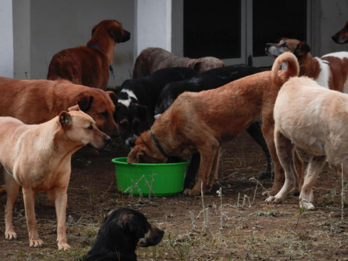 Congreso CDMX supervisará estado de más de 800 animales rescatados del Refugio Franciscano