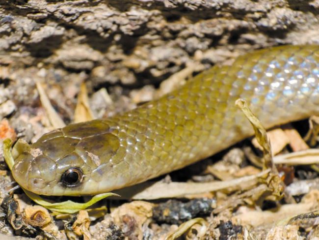 Serpiente akacoatl tlalli
