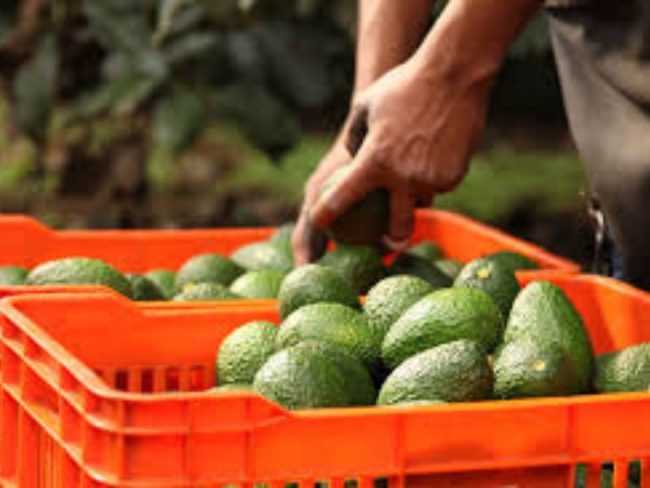 aguacate el "oro verde"