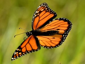 Mariposa Monarca