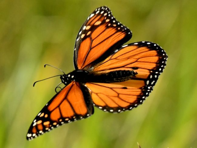 Mariposa Monarca