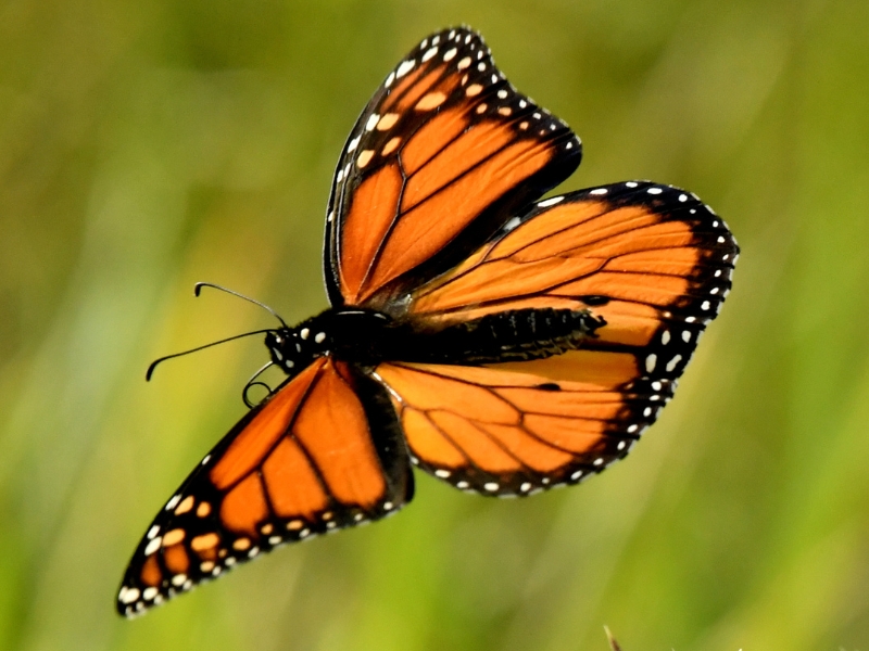 Mariposa Monarca