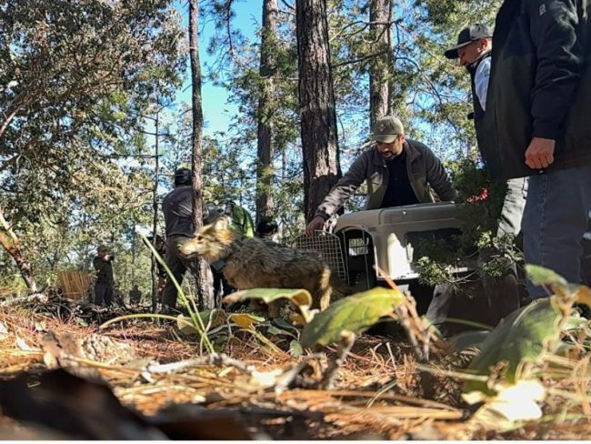 El lobo mexicano vuelve a Durango tras décadas de extinción en vida silvestre.