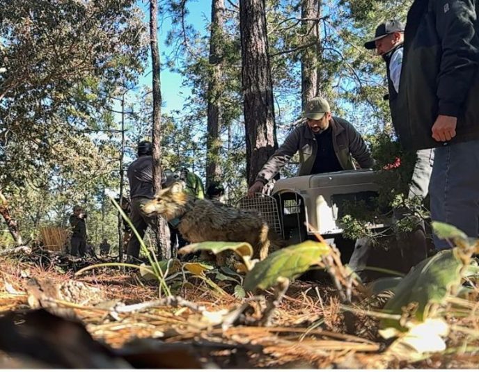 El lobo mexicano vuelve a Durango tras décadas de extinción en vida silvestre.