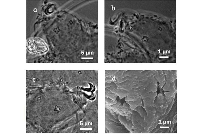 Minibiotus cyclarium oso de agua