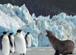 La UICN declara en peligro al pingüino emperador y al lobo marino antártico por el cambio climático: