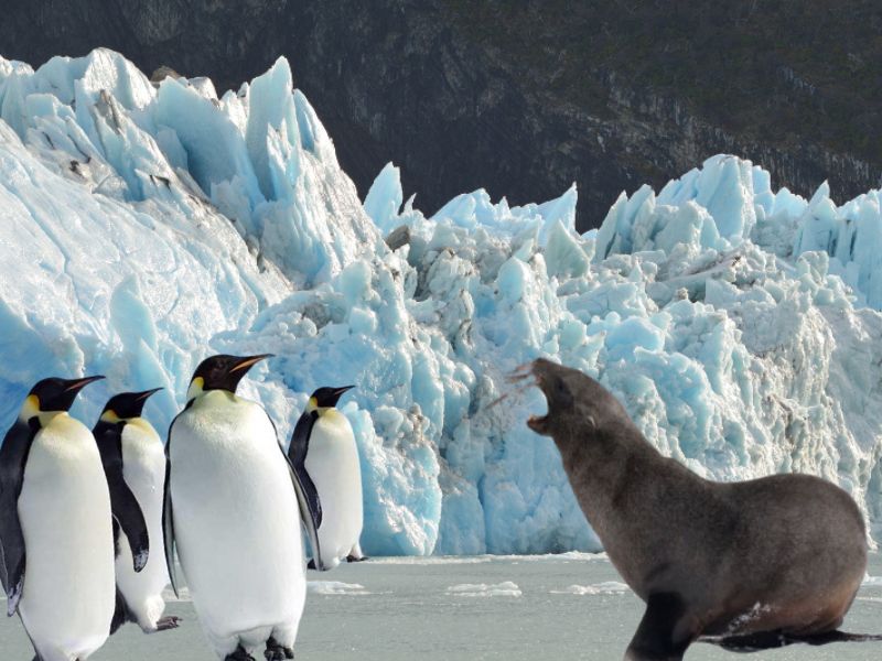 La UICN declara en peligro al pingüino emperador y al lobo marino antártico por el cambio climático: