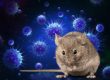 Hantavirus