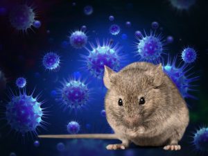 Hantavirus