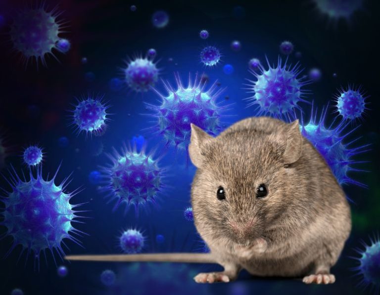 Hantavirus