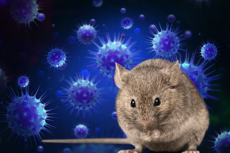 Hantavirus