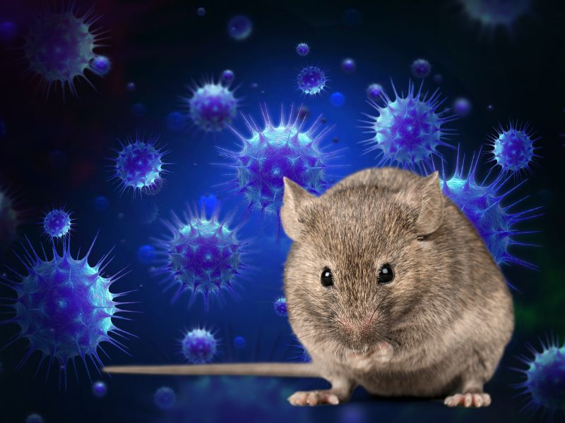 Hantavirus