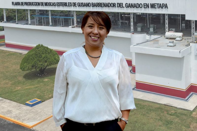 La titular de SADER, Columba Yasmín López Gutiérrez, anunció la ampliación de la planta de moscas estériles en Chiapas La titular de SADER, Columba Yasmín López Gutiérrez, anunció la ampliación de la planta de moscas estériles en Chiapas