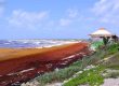 Sargazo aumenta 27 veces en el Caribe mexicano