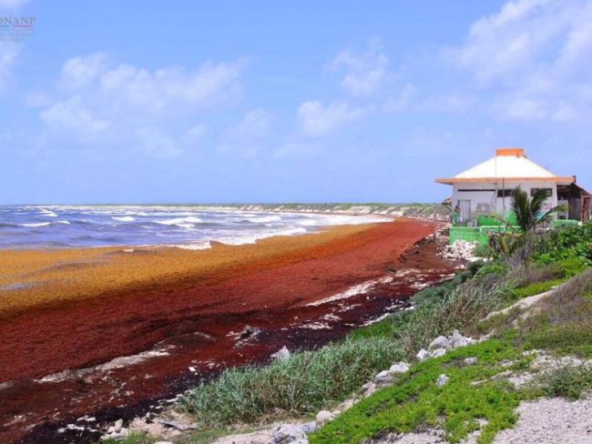 Sargazo aumenta 27 veces en el Caribe mexicano