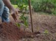 Árbol por árbol: inicia en México jornada nacional de reforestación