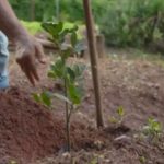 Árbol por árbol: inicia en México jornada nacional de reforestación