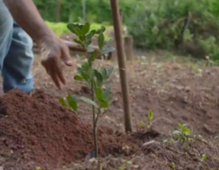 Árbol por árbol: inicia en México jornada nacional de reforestación