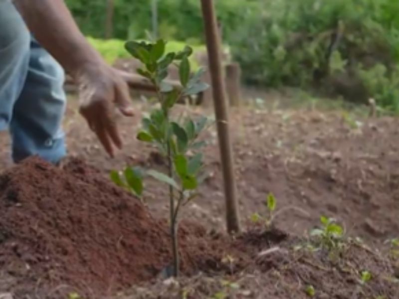 Árbol por árbol: inicia en México jornada nacional de reforestación