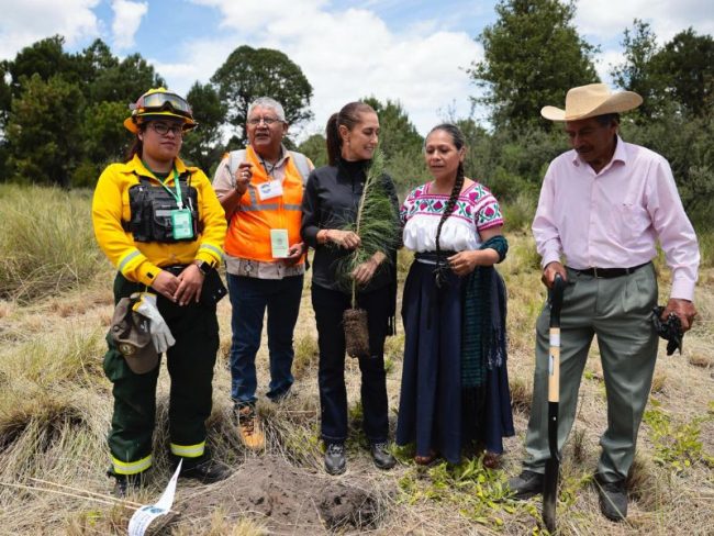De norte a sur: Sheinbaum encabezó primera Jornada Nacional de Reforestación