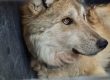 ¿Luz verde a la caza de lobos? Trump plantea reducir la protección del lobo gris y mexicano