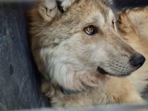 ¿Luz verde a la caza de lobos? Trump plantea reducir la protección del lobo gris y mexicano