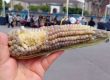 En el Día Nacional del Maíz, autoridades destacan medidas para proteger el maíz nativo, apoyar a productores y fortalecer su producción ante el cambio climático.