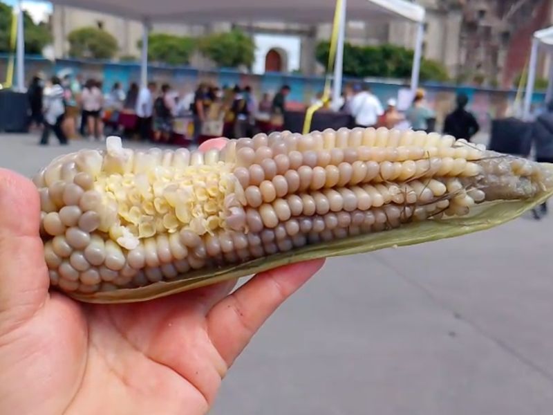 En el Día Nacional del Maíz, autoridades destacan medidas para proteger el maíz nativo, apoyar a productores y fortalecer su producción ante el cambio climático. En el Día Nacional del Maíz, autoridades destacan medidas para proteger el maíz nativo, apoyar a productores y fortalecer su producción ante el cambio climático.